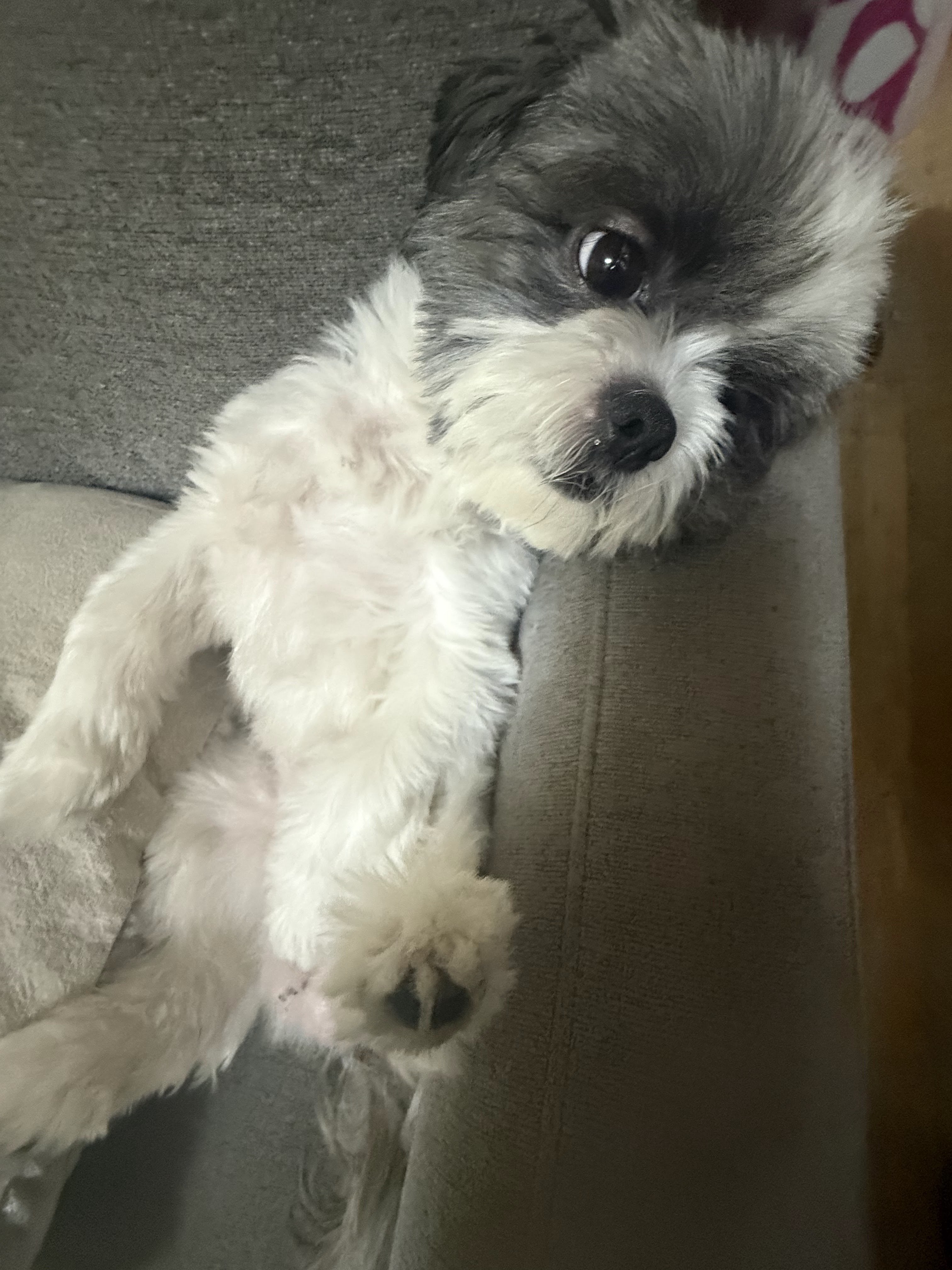 Pelluchin relaxing